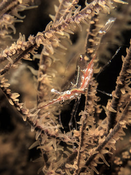 Black Coral Shrimp - Manipontonia psamathe