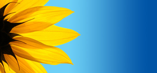 Sunflower closeup on blue background