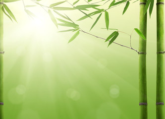green bamboo plant on bright background