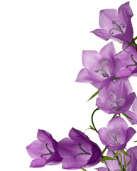 pink campanula flowers corner isolated on white