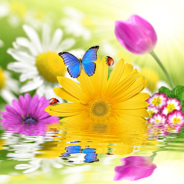 floral background with butterfly and ladybug