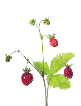 wild strawberry with three ripe berries on white
