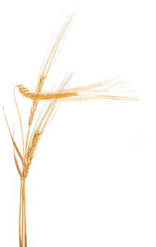 composition with three ear of barley on white