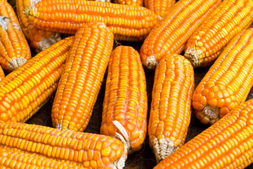 Dried corn