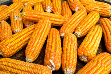 Dried corn
