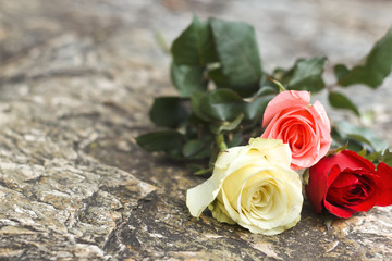 beautiful  rose  on stone background .