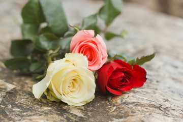 beautiful  rose  on stone background .