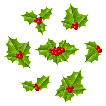 Set of holly leaves