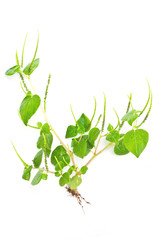 Peperomia pellucida, shiny leave on white background