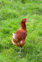 Brown chicken in field
