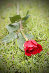 rose on the grass on the nature background .