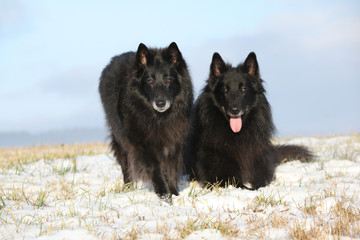 Ten years old bitch of Groenendael looking at you