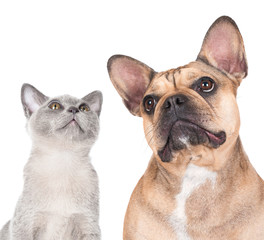 Obraz premium dog and cat looking up