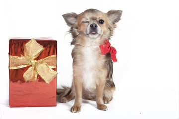 chihuahua dog winks the eyes