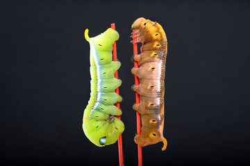 worms