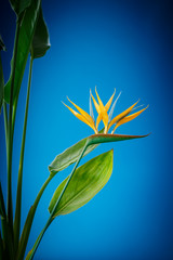 Strelitzia flower