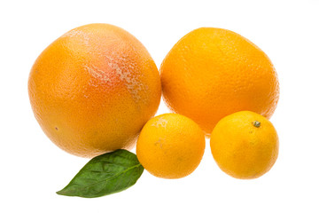Grapefruit, tangerin and orange