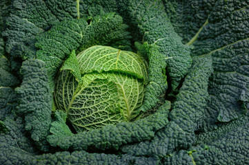 Full organic Curly green Cabbage close up