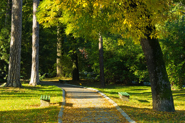 Autumn morning in Topcider park, wind blows leaves are falling
