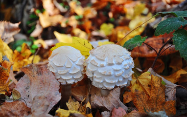 Autumn wild mushrooms,edible,reddish