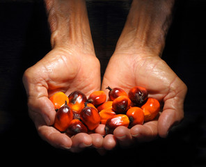 Hands holding Oil palm fruit