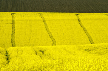 Spring landscape