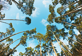 pine trees photographed on a fisheye lens