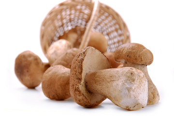mushrooms in a basket