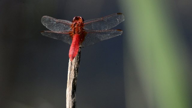 sympetrum