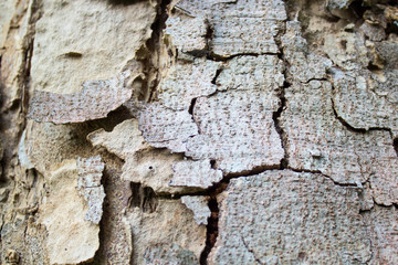 Bark of trees in the forest