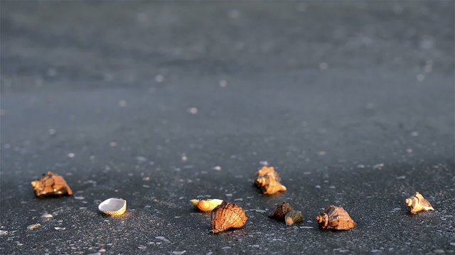 Tropical beach sea shell in summer time