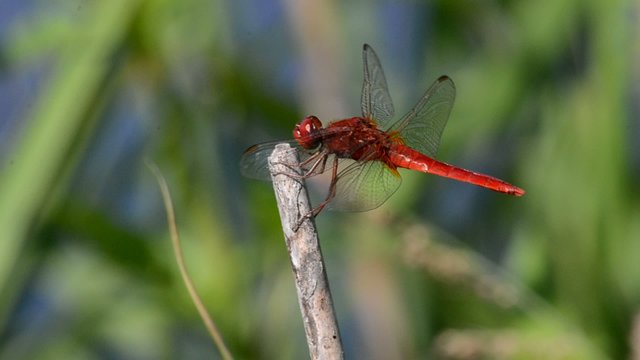 sympetrum