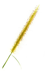 Grass flower on white