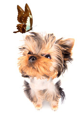 charming Puppy with butterfly