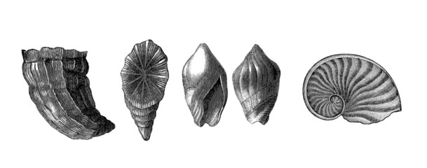 5 Prehistoric Fossils © Erica Guilane-Nachez