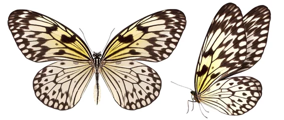 Photo sur Plexiglas Anti-reflet Papillon beau papillon isolé sur blanc