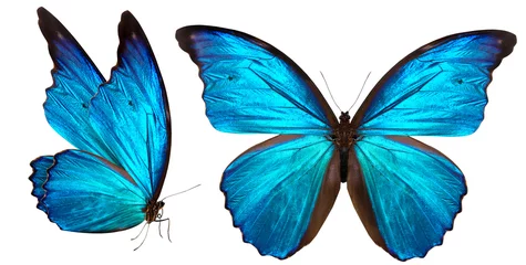 Deurstickers Vlinder mooie vlinder geïsoleerd op wit