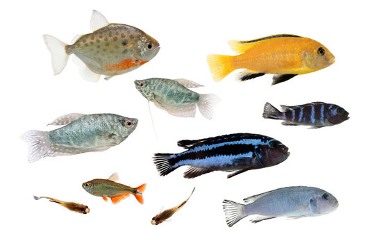 Set of different aquarium fishes isolated on white