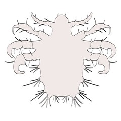 cartoon image of pthirus pubis