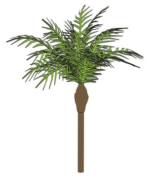 cartoon image of palm tree