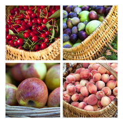 Cueillette de fruits