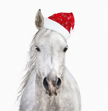 Horse with santa hat on white background