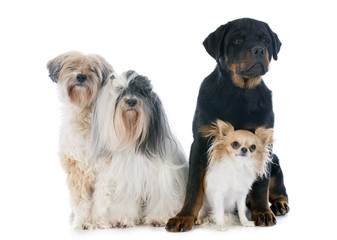 Fototapeta na wymiar cztery psy