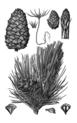Fruits of the pine "Pinus Cembra"
