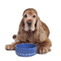 Cockerspaniel senior am Futternapf - senior spaniel food bowl