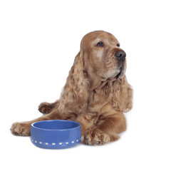 Cockerspaniel senior am Futternapf - senior spaniel food bowl