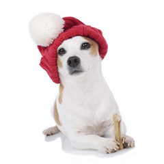 Russell Terrier mit Weihnachtsmütze und Kauknochen
