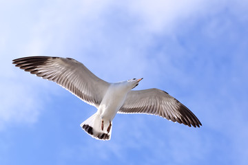 seagulls