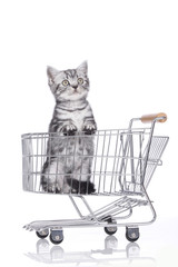 Kätzchen im Einkaufswagen