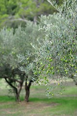 OLIVES VERTES